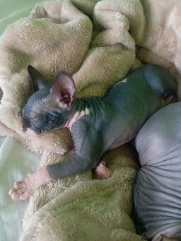 Koťátka Sphynx - 6