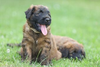 Briard s PP - 6