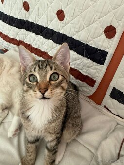 Bytový - mourovatý kocourek - s EU pasem - 6