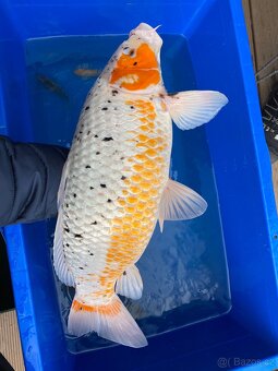 Koi - 6