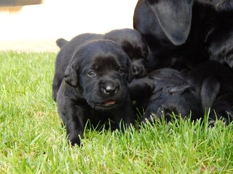Štěňátka labradorský retriever s PP - labrador s PP - 6