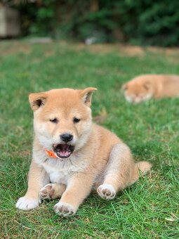 Shiba inu - 6