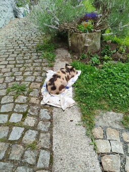 Kune Kune - 6