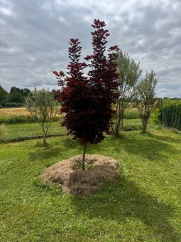 Pronájem pozemku Radčice u Vodňan. - 6