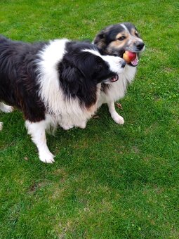 pejsek Border kolie ke krytí - 6