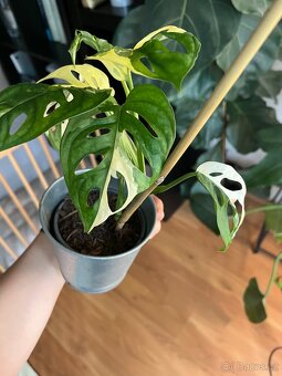 Monstera Adansonii Variegata - 6