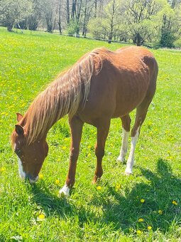 Valášci PH a QH - 6