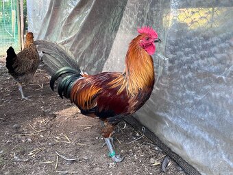 Kohouti - Ayam cemani, holandská zdr., araukana, kropenka - 6