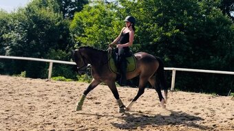 Sportovní pony B - 6