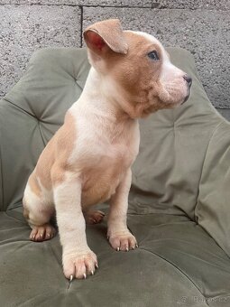 Americký stafordšírsky teriér, Staford - 6