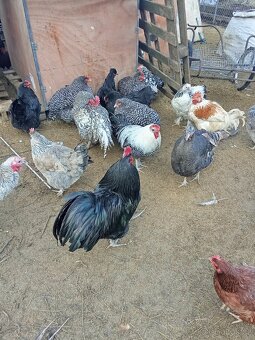 Vejce do líhně - 6