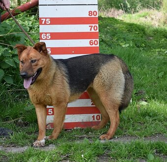 NORMA K ADOPCI- 2 ROKY, KLIDNÁ, NENÁROČNÁ,ODDANÁ - 6