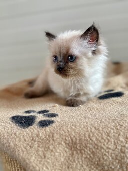 Ragdoll s PP - 6