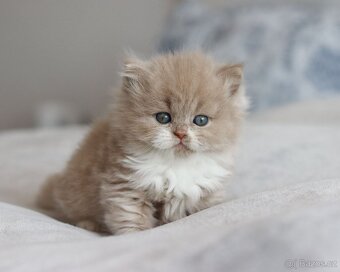 Britská koťátka s PP právě k odběru. - 6