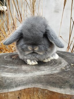 Zakrslý králíček - beránek minilop - 6