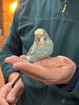 Krotké výstavní andulky - 6