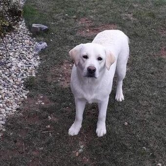 Labrador smetanová fenka s PP - 6