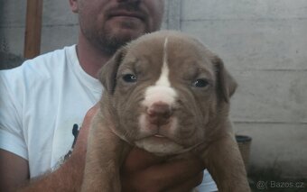 American Bully - ch.s Family Muscle Bullies - 6