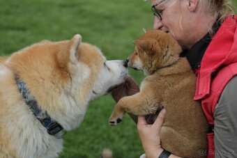 Shiba inu s PP - 6