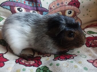 Morčátka krátkosrstá kluci z chs - 6