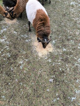 Kamerunský beránek - 6