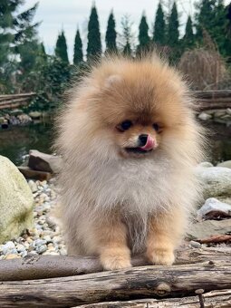 Pomeranian s PPFCI - 6