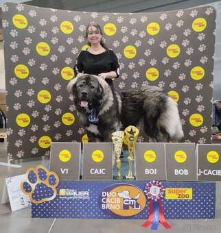 Kavkazský pastevecký pes - krytí fen s PP - 6