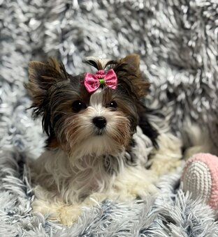 Biewer jork(Yorkshire)terier- fenka s pp - 6