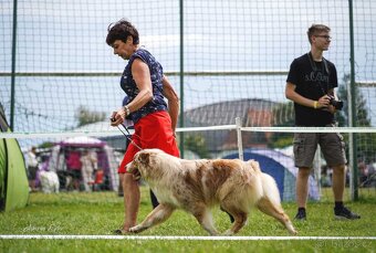 Australský ovčák štěňátka s PP - 6