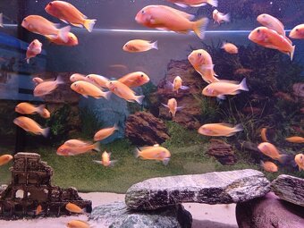 Tropheus Red Bishop - 6