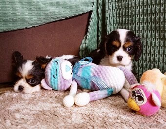 Cavalier, kavalier, cavalier king charles spaniel - 6