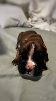 Německý boxer - Full european FCI pedigree - 6