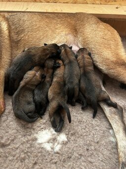 Belgický ovčák malinois-štěňata - 6