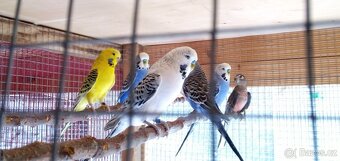 prodám mladé bourky rubina andulky TEXAS - 6