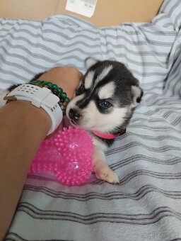 sibiřský husky štěně štěňata štěňátka - 6