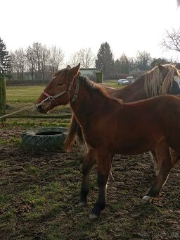 Slezký Norik SN. - 6