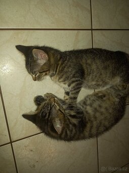 Koťátka Britské modré kočky - 6