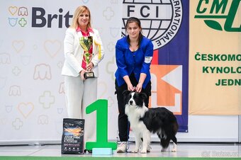 Border kolie s PP, krycí pes - 6