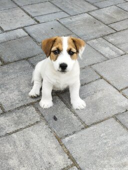 Jack Russell terier - 6