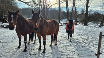 Teplokrevna kobyla - 6