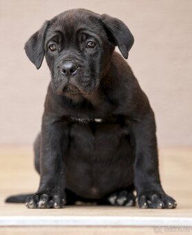 Bandog, Molos , Mastif - 6