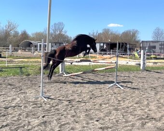 Pony klisna - 6