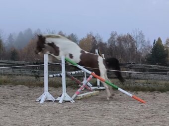 Tříletý valach CS po Heartvit ZH - 6