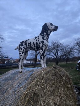 Dalmatin ke krytí - 6