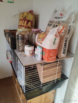 2 morčecí mladí samci nekastrovaní - jen spolu - 6