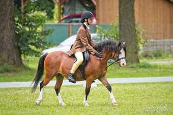 Připouštění Welsh mountain pony v AP - 6