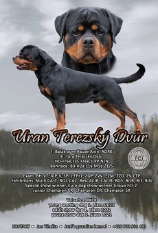 Rotvajler, rottweiler s PP - 6