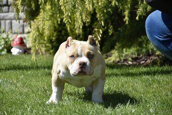 American bully s PP - 6