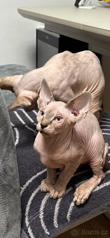 Kanadský Sphynx - 6