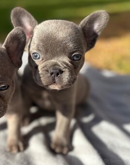 Francouzsky buldoček - 6